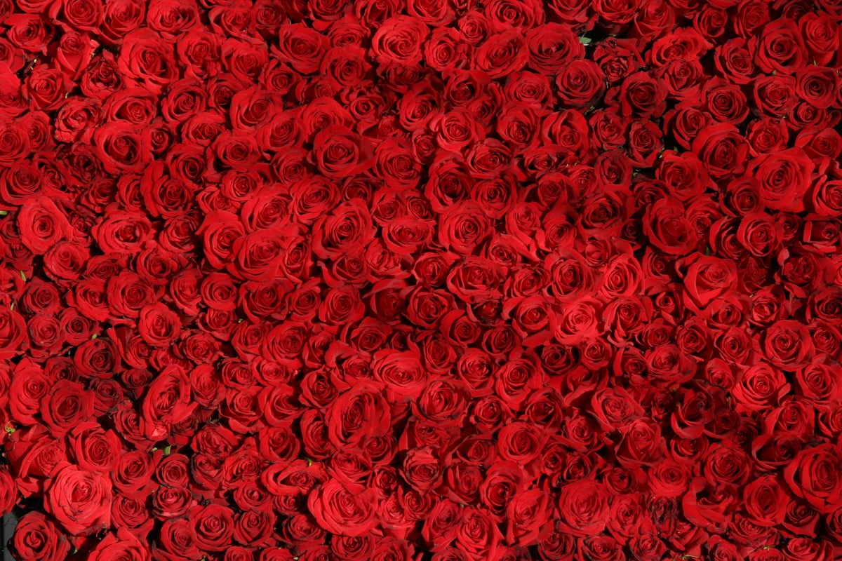 10 Best Rose Perfumes 2021
