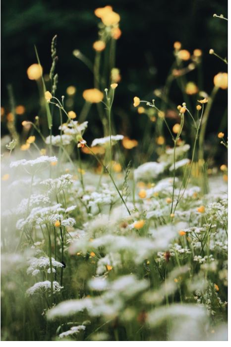 The best Fragrances for Spring - Chio's New York
